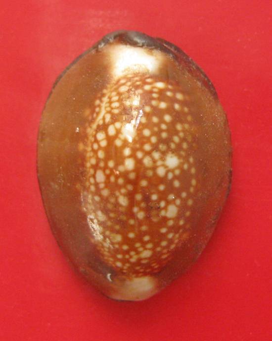 เบี้ยแก้ หลวงพ่อเกษม เขมโก รุ่นสุริยุปราคา ตะกรุดเงิน ปี 38 พร้อมกล่องเดิม 