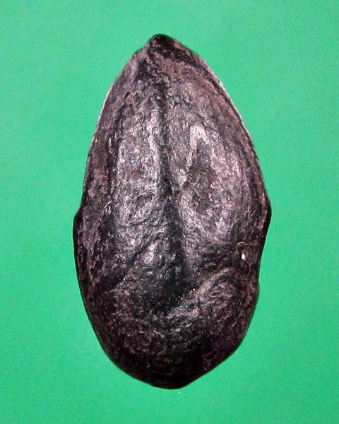 พระพิจิตรเม็ดน้อยหน่า หลังไม่มียันต์ กรุท่าฉนวน พิจิตร