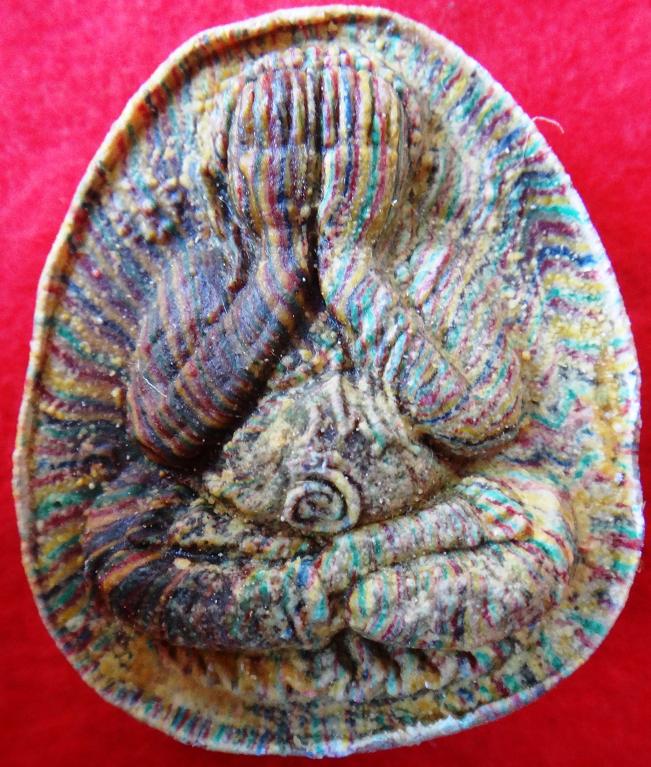 พระปิเตา หลวงพ่อแพ สายรุ้ง วัดพิกุลทอง