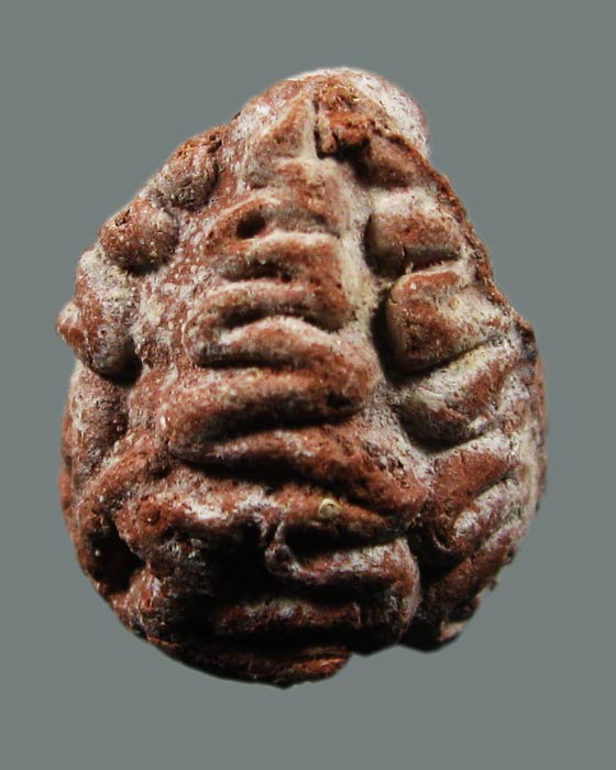  ลูกอมเนื้อชานหมาก หลวงปู่หงษ์ พรหมปัญโญ วัดเพชรบุรี 02