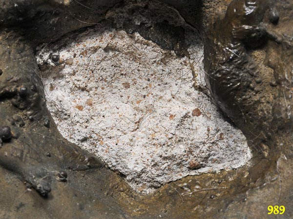 หลวงพ่อคูณ วัดบ้านไร่ ฐาน 4.5 นิ้ว ใต้ฐานอุดดินฝรั่ง + เกศา หลวงพ่อคูณ