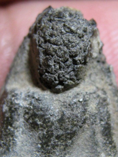 พระนางกำแพง เนื้อชินเงิน จ.กำแพงเพชร มาพร้อมบัตรรับรองความแท้