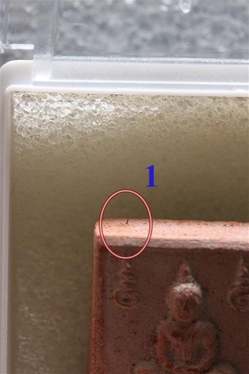 พระหางหมาก เกศา 4 เส้น หลวงพ่อฤาษีลิงดำ วัดท่าซุง จว.อุทัยธานี (5)