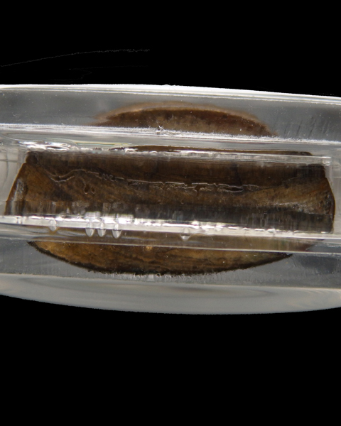 รูปหล่อปั๊มพระพุทธชินราช ก้นกลึง จ.พิษณุโลก