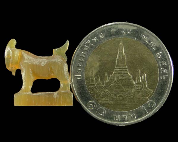 แพะแกะเขาควายเผือก สีน้ำผึ้ง หลวงพ่อสิน วัดระหารใหญ่ ระยอง