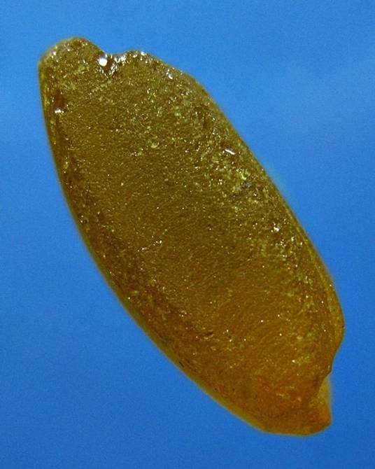 บุษราคัมแกะ พิมพ์พระคง 