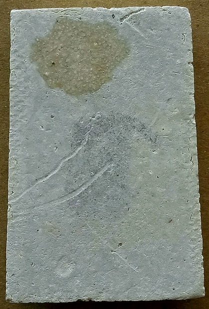 (( เคาะเดียว ))สมเด็จบางขุนพรหม พิมพ์ใหญ่ ไข่ปลาเดี่ยวปี 2531 บล็อคตัดมือ(2)