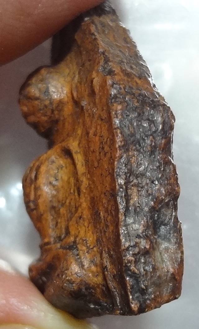  พลายคู่ตัดเดี่ยว พิมพ์หน้ากลม