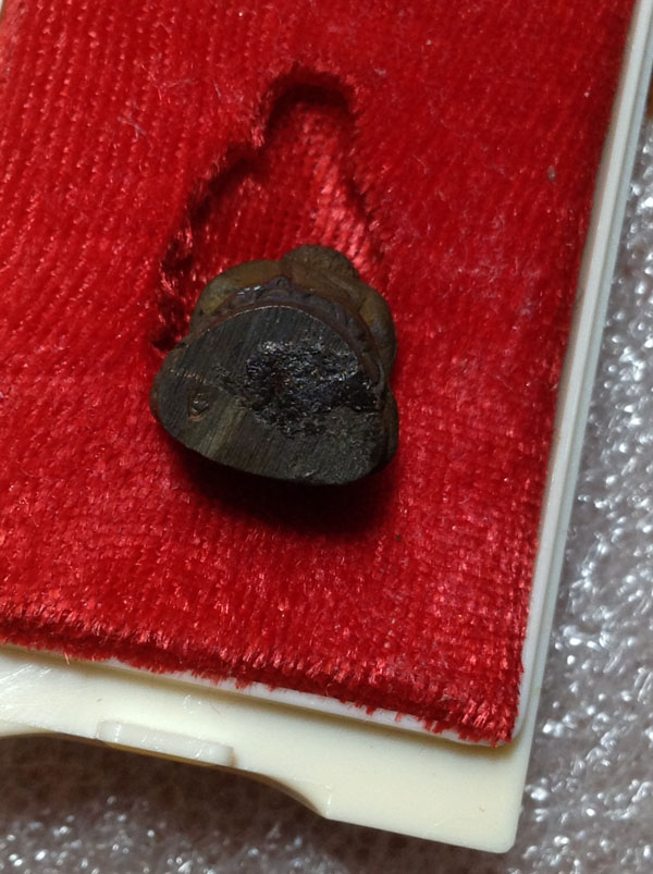 เคาะเดียว พระสังกัจจายน์ชิญบัญชร ญสส. หลวงปู่บัว ถามโก ปลุกเสก