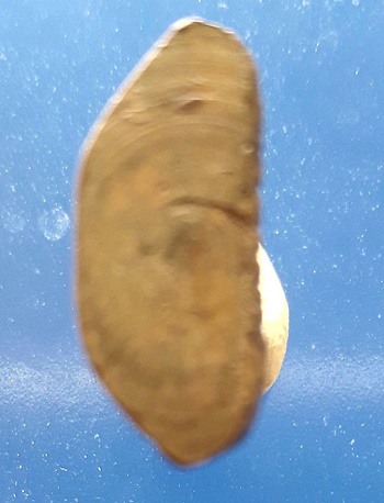 รูปหล่อหลวงพ่อเปี่ยม