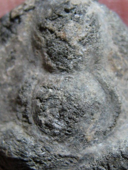 พระสังขจายย์ เนื้อชินเงิน จ.สุโขทัย ดูง่าย มีบัตรรับรองความแท้ให้ 1 ใบ