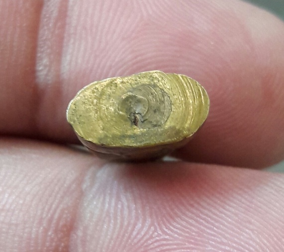 หลวงพ่อโสธร กริ่งเล็กปี08