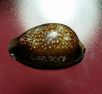 เบี้ยแก้+กระดาษยันต์สารพัดกันหลวงปู่ทิม