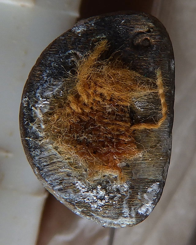 4.พระเศรษฐีนวโกฏิ เทพประทานทรัพย์ หลวงปู่คำบุ วัดกุดชมภู เนื้อทองทิพย์ ตอกโค้ด+เลข พร้อมกล่องเดิม