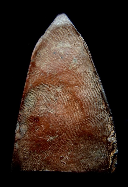 พระท่ามะปราง กรุวัดสะตือ จ.พิษณุโลก อีกหนึ่งพระกรุเมืองพิษณุโลก 