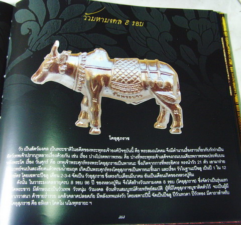 วัวมหามงคล 8 รอบ หลวงปู่ทิม วัดพระขาว