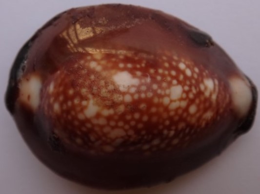 เบี้ยแก้ ปี38 หลวงพ่อเกษม เสก เคาะเดียว