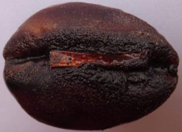 เบี้ยแก้ ปี38 หลวงพ่อเกษม เสก เคาะเดียว