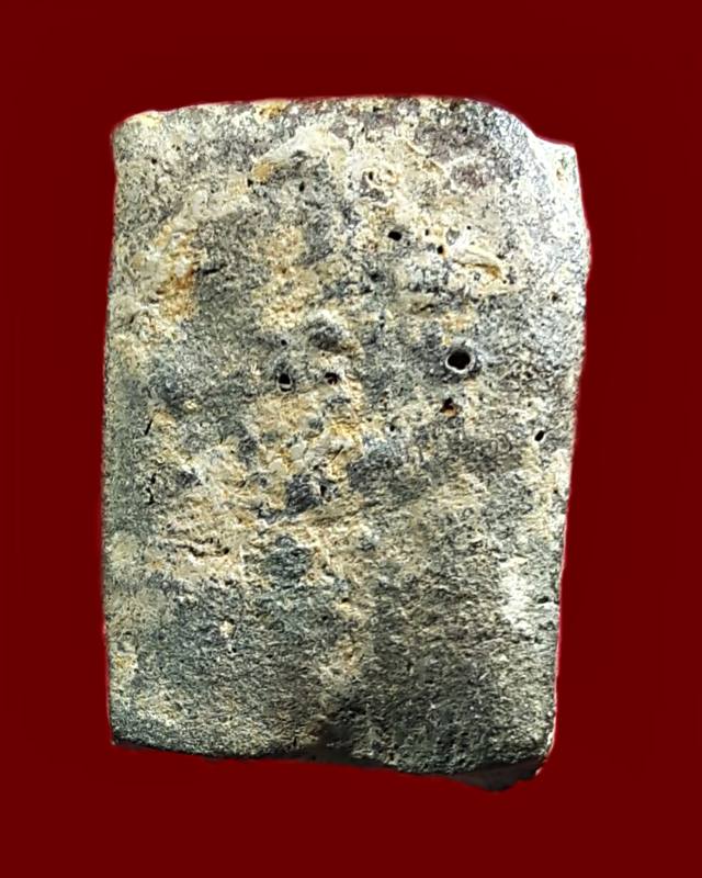 ดอกพุดเนื้อดิน หลวงพ่อยี วัดอภัยสุพรรณภูมิ (ดงตาก้อนทอง) จ.พิษณุโลก 2