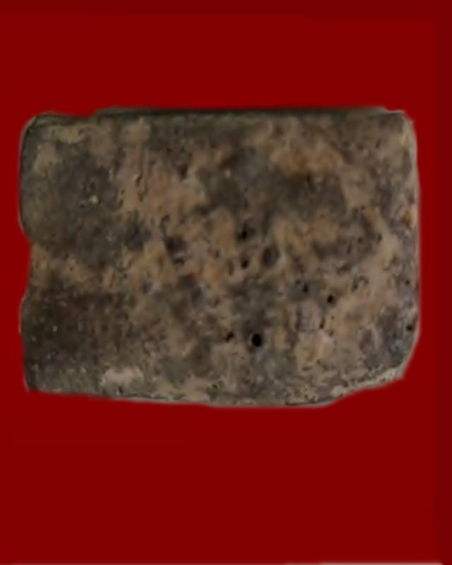 ดอกพุดเนื้อดิน หลวงพ่อยี วัดอภัยสุพรรณภูมิ (ดงตาก้อนทอง) จ.พิษณุโลก 2