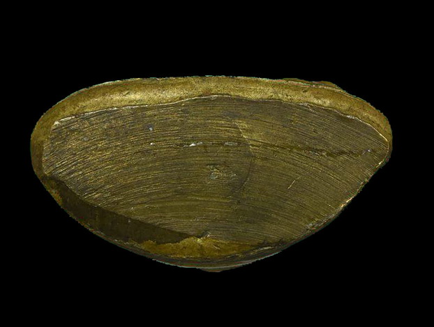 หล่อหลวงพ่อเงิน ปี15 วัดบึงนาราง "เนื้อทองเหลืองผิวสวยซอกน้ำทองงามๆเดิมๆกริ่งดัง พิธีร่วมวัดบางคลาน