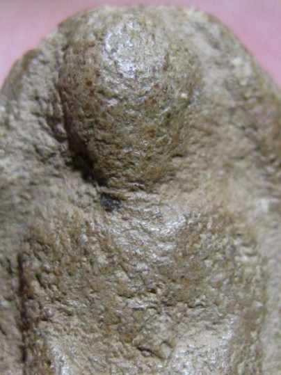 พระเม็ดน้อยหน่า เนื้อดิน จ.สุโขทัย สภาพพอสวย มาพร้อมบัตรรับรองความแท้