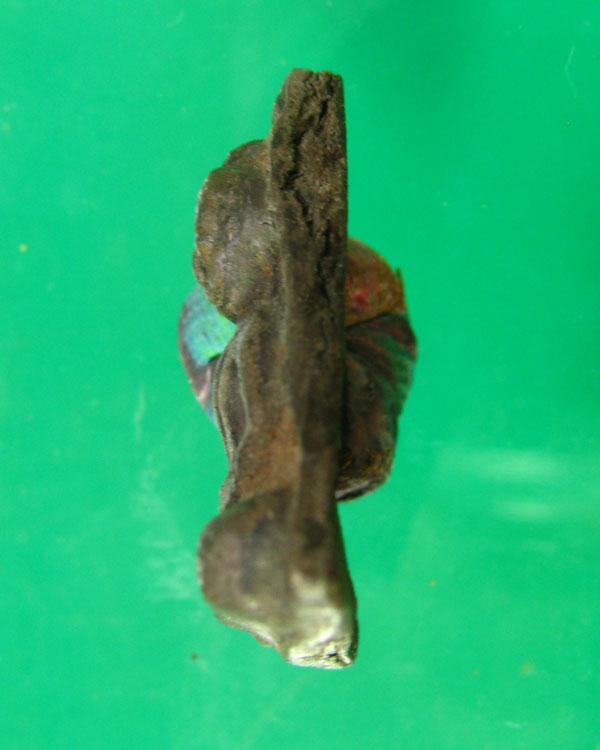 พระเชตุพลหน้าโหนก เนื้อชิน