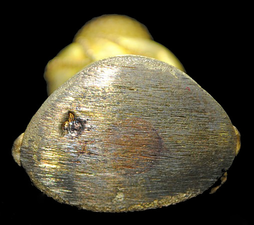 พระกริ่งบารมี 84 ญสส. 7 รอบ วัดบวรนิเวศวิหาร ปี 2540  เนื้อทองฝาบาตร กล่องเดิม