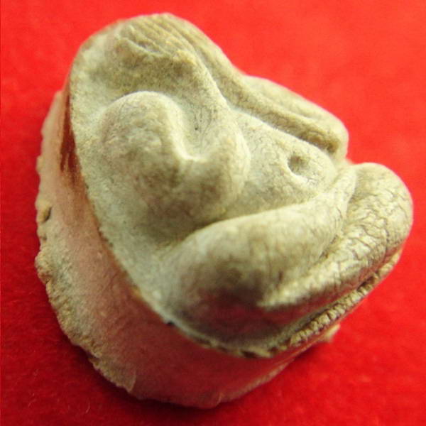 พระปิดตามหาเสน่ห์ หลังยันต์พุทโธ ปี 21 หลวงปู่โต๊ะ วัดประดู่ฉิมพลี ประธานปลุกเสกวัดลาดปลาเค้า