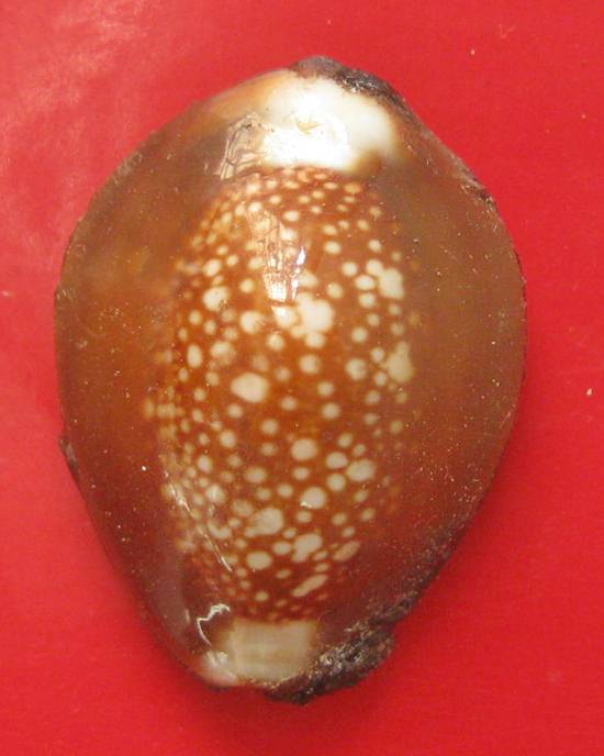 เบี้ยแก้ หลวงพ่อเกษม เขมโก รุ่นสุริยุปราคา ตะกรุดเงิน ปี 38 พร้อมกล่องเดิม 