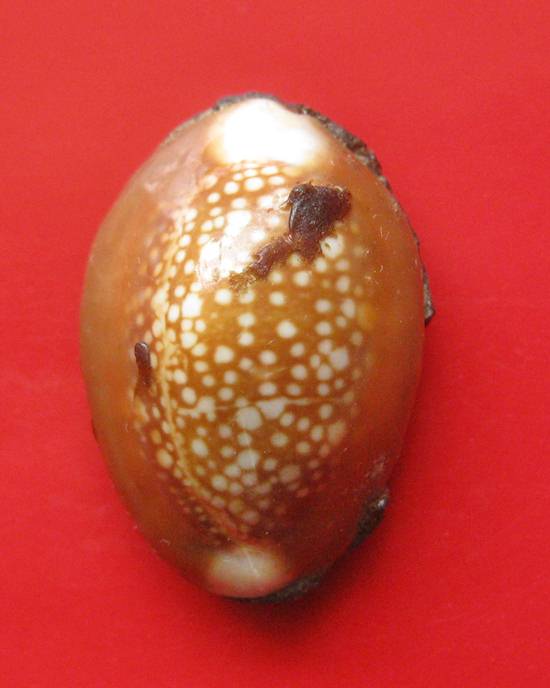 เบี้ยแก้ หลวงพ่อเกษม เขมโก รุ่นสุริยุปราคา ตะกรุดเงิน ปี 38 พร้อมกล่องเดิม 