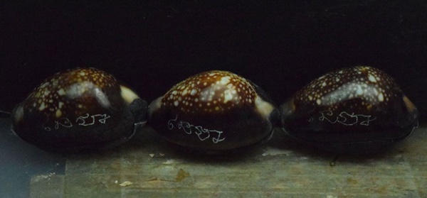 เบี้ยแก้ 3 เม็ด อุดผงพรายกุมาร คลุกรักชันโรง พิธีในอุโบสถ์วัดละหารไร่ หลวงปู่บัว หลวงปู่คำบุ ปลุกเสก