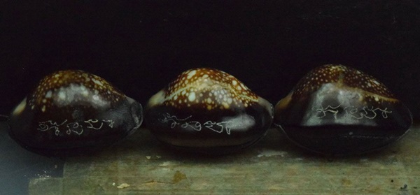 เบี้ยแก้ 3 เม็ด อุดผงพรายกุมาร คลุกรักชันโรง พิธีในอุโบสถ์วัดละหารไร่ หลวงปู่บัว หลวงปู่คำบุ ปลุกเสก