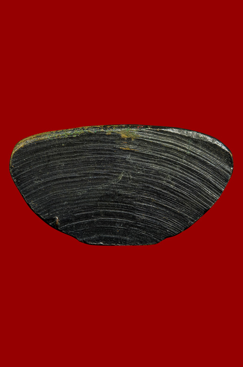 โสธร08 เนื้อทองเหลือง สวย ผิวเดิม กริ่งดัง พร้อมบัตร