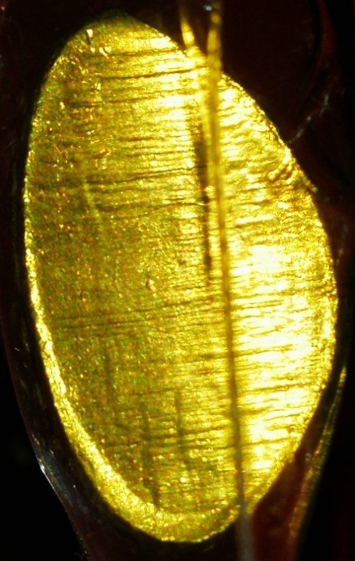 พระกริ่งโสฬส มปร.วัดราชประดิษฐ์ ปี 2515 หน้าใหญ่กะไหล่ทอง สภาพสวยครับ