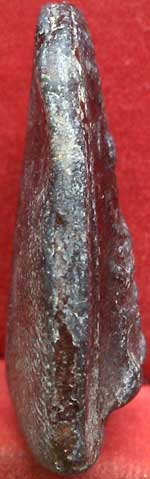 *พระกรุวัดชนะสงคราม พิมพ์ปรกโพธิ์เล็บช้าง*