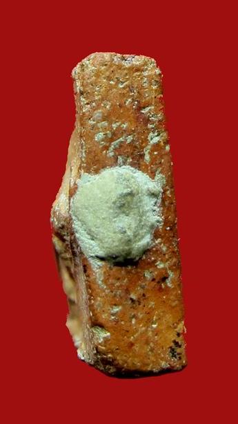 พระหลวงพ่อผาด กรุวัดดงตาล พิมพ์ทรงสิงห์ หลวงพ่อปาน วัดบางนมโคปลุกเสก สวยมากผงอุดเต็ม มีบัตรรับรอง