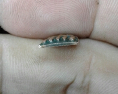 เหรียญ  ทะเลซุง  ปี 08 วัดช้างให้  