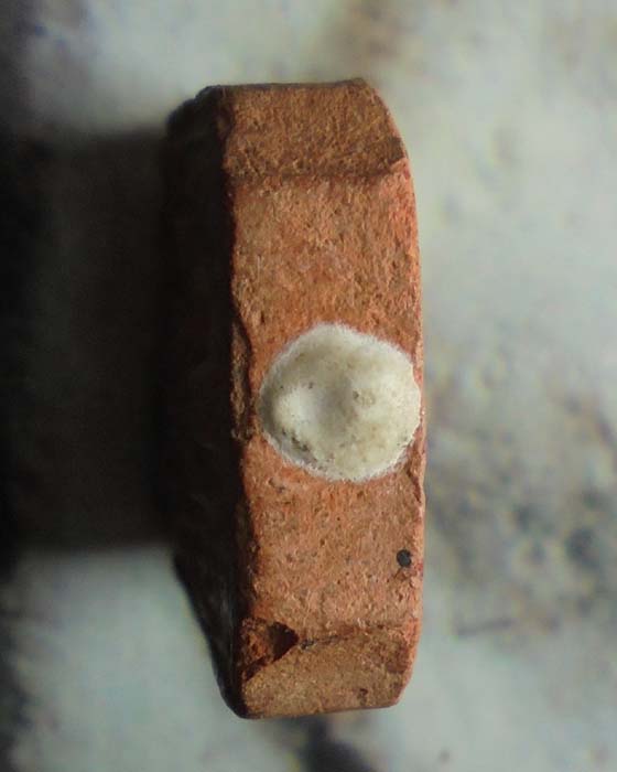 สู่มาตุภูมิ ทรงปลา