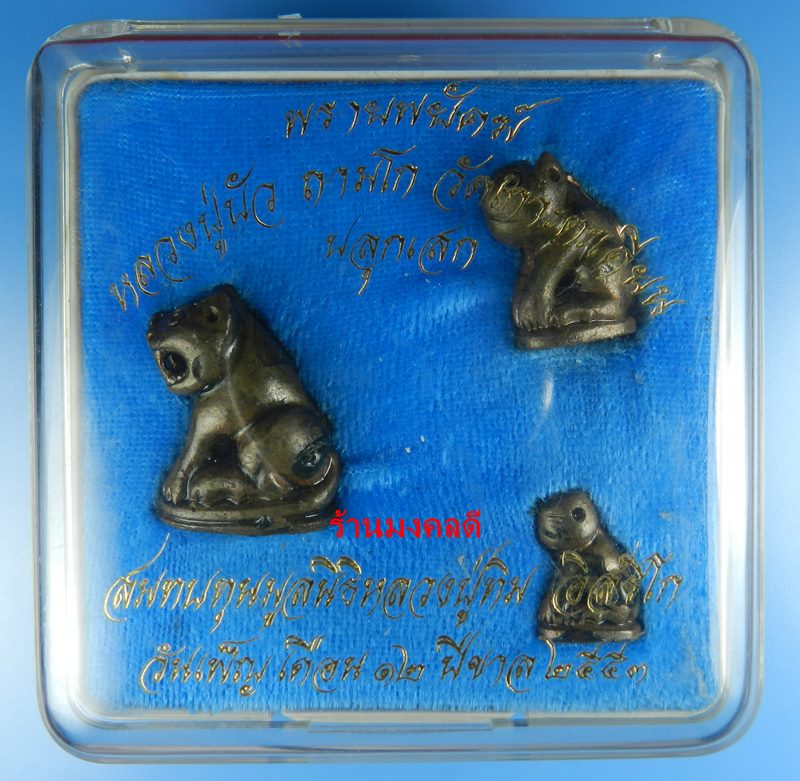 พรายพยัคฆ์ เสือพ่อแม่ลูก เนื้อนวะแช่น้ำมันงาเดือด หลวงปู่บัว ถามโก วัดเกาะตะเคียน จ.ตราด ปี53