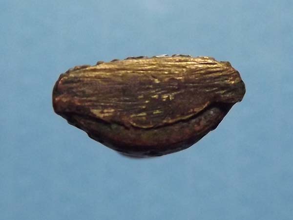 พระกริ่ง หลวงพ่อทอง วัดเภตรา ต.บ้านเพ จ.ระยอง ปี2511(ลป.ทิมเสก)