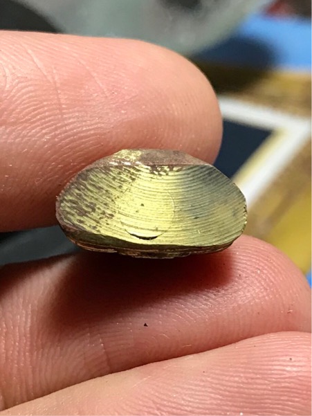 พระกริ่ง หลวงพ่อโสธร รุ่น กาญจนาภิเษก ครองราชย์ ๕๐ ปี ปี ๒๕๓๙ สวย กล่องเดิม