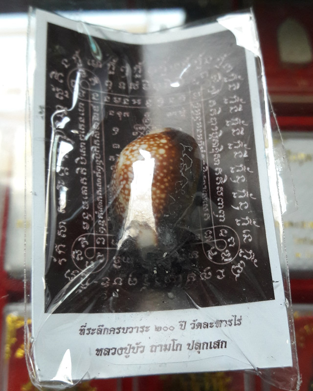 เบี้ยแก้ อุดผงพรายกุมารคลุกรักชันโรงพร้อมกระดาษยันต์ ปี 54 หลวงปู่บัว หลวงปู่คำบุ ปลุกเสก # เลข 7461