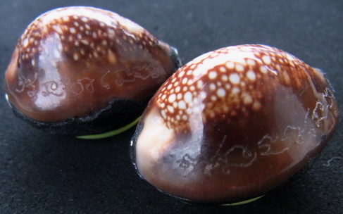 เบี้ยแก้ 2ลูก อุดผงพรายกุมารคลุกรักชันโรง พิธีในโบสถ์วัดละหารไร่ หลวงปู่บัว หลวงปู่คำบุ ปลุกเสก ซองเ