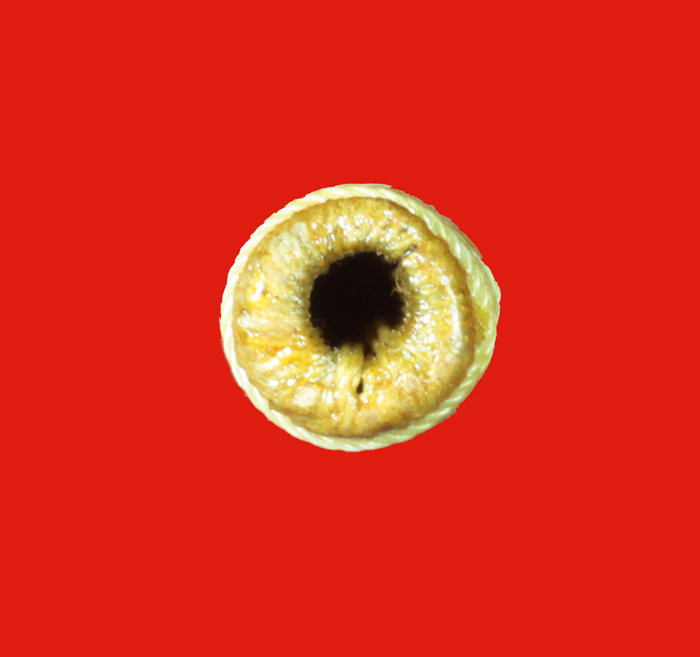 ตะกรุดมหาระงับ (ถักเชือก) พระครูมนูญธรรมวัตร(พ่อสาคร มนุญโญ) วัดหนองกรับ จ.ระยอง ปี ๒๕๔๗ # 1