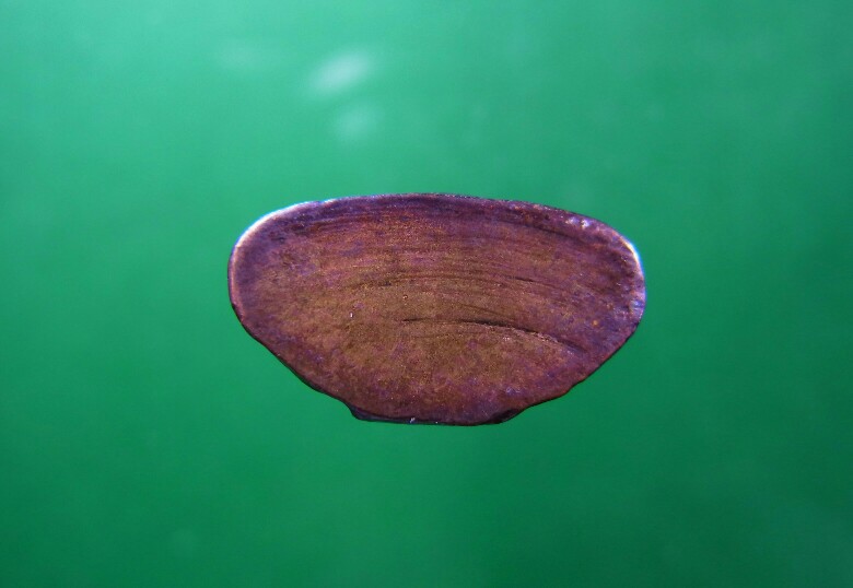 พระกริ่งหลวงพ่อโสธรปี 2508