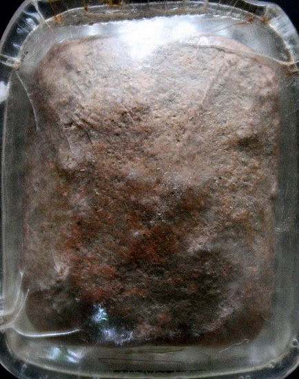 พระกรุวัดโพธิ์ บางปะอิน พิมพ์เล็กในกรอบพลาสติกเดิมๆแบบโบราณ