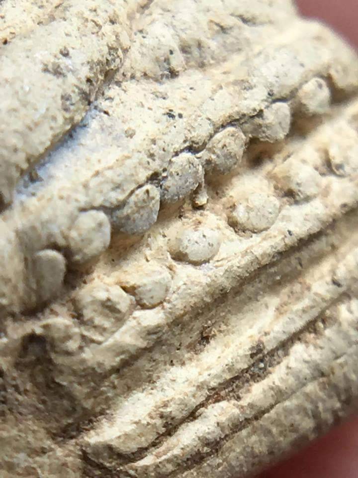 พระคงขาวองค์ล่ำหนา โพธิ์เด้ง กำไลข้อมือและเท้าพอเห็นชัด เม็ดบัวติดชัดมิติคมชัดลึก