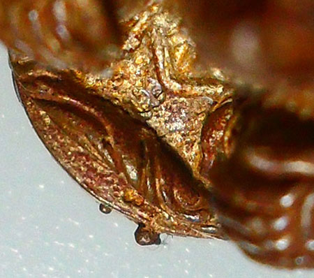 หนุมานมหาปราบ หลวงพ่อสาคร รุ่นแรก ปี52 เนื้อทองแดงเถื่อน โค้ตนุ หมายเลข7156 พร้อมกล่องเดิมครับ