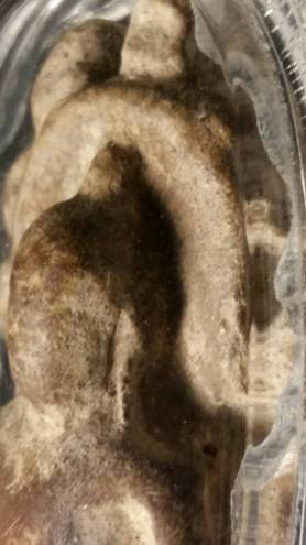 พระนาคปรก  กรุนาดูน พิมพ์ใหญ่